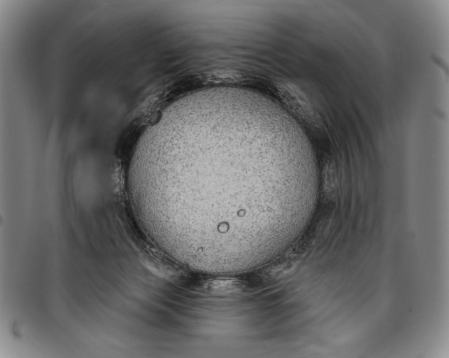 X0000096630173200802191205