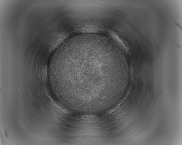 X0000096630202200802191204