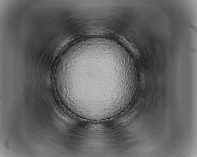 X0000096630203200802191204