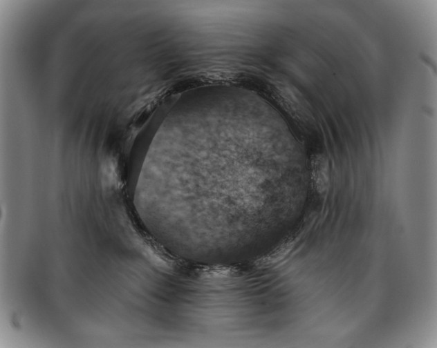 X0000096630235200802191204