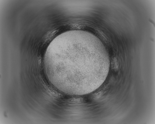 X0000096630314200802191202