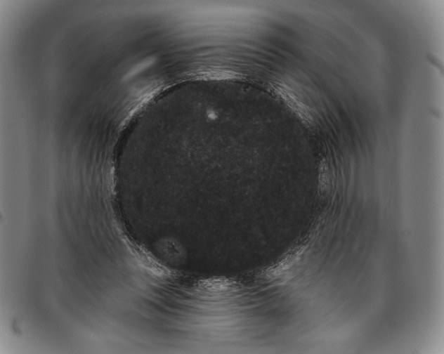 X0000096630351200802191202