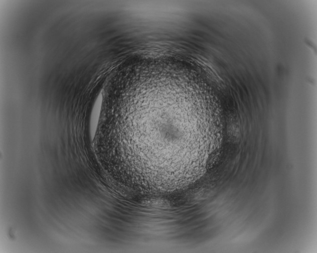 X0000096630503200802191200