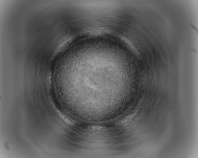 X0000096630590200802191158