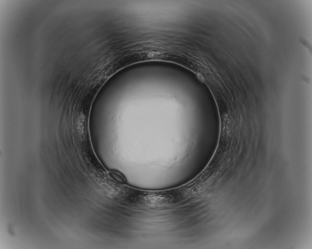 X0000096630650200802191157
