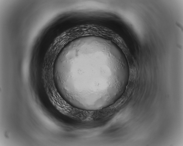 X0000096630765200802191156
