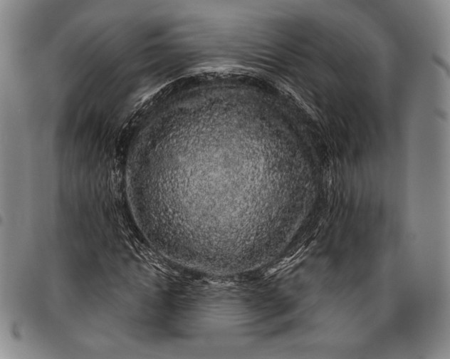 X0000096630822200802191154