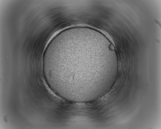 X0000096630911200802191153