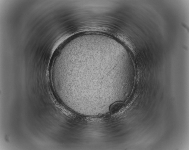 X0000096630928200802191153