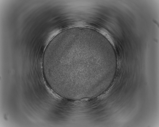 X0000096630954200802191153