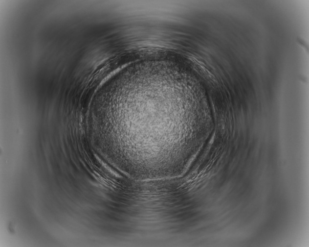 X0000096630964200802191153