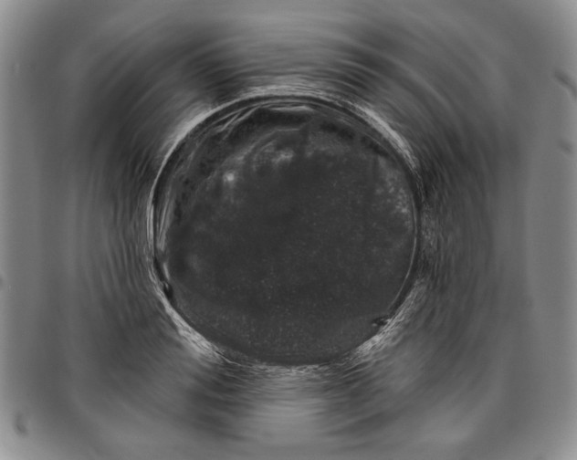 X0000096630988200802191152
