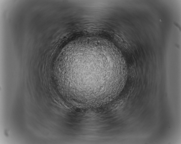X0000096631009200802191151
