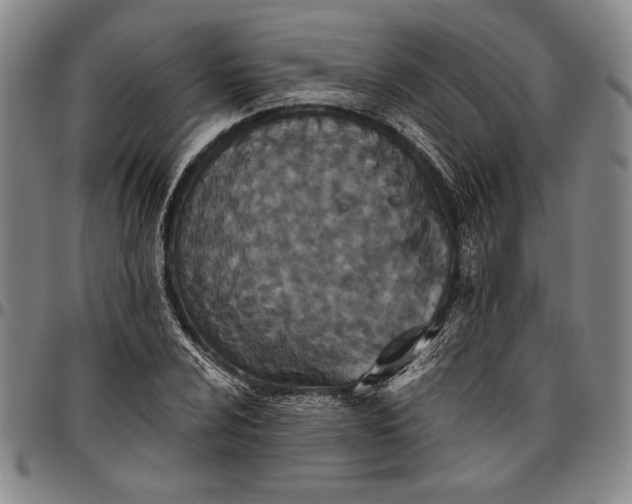 X0000096631024200802191151