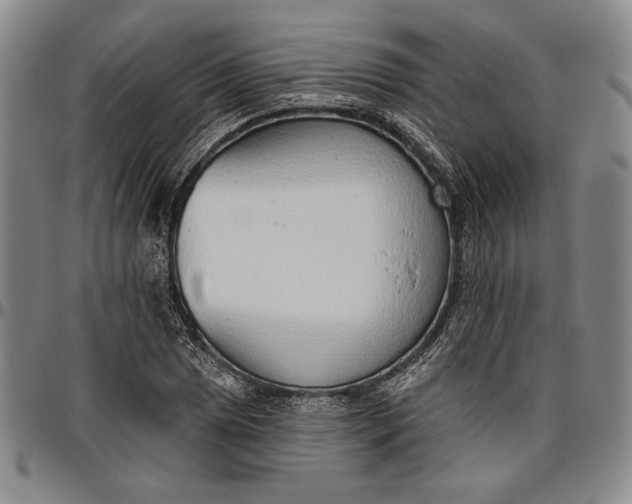 X0000096631025200802191151