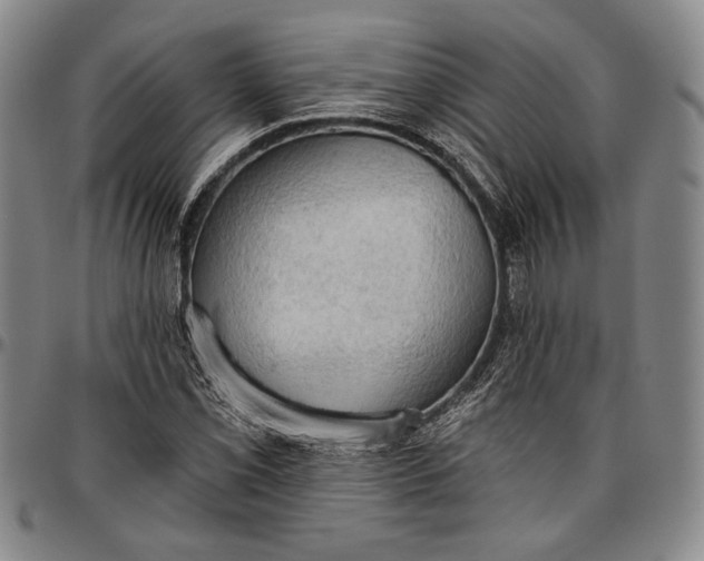 X0000096631069200802191151