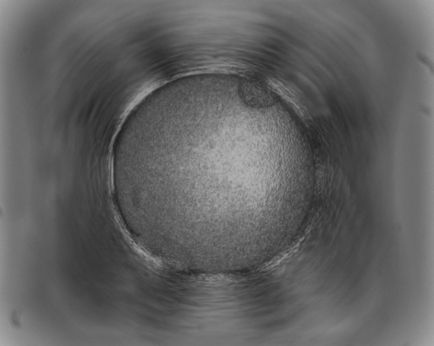 X0000096631079200802191151