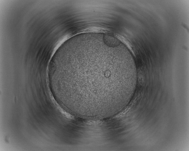X0000096631091200802191150