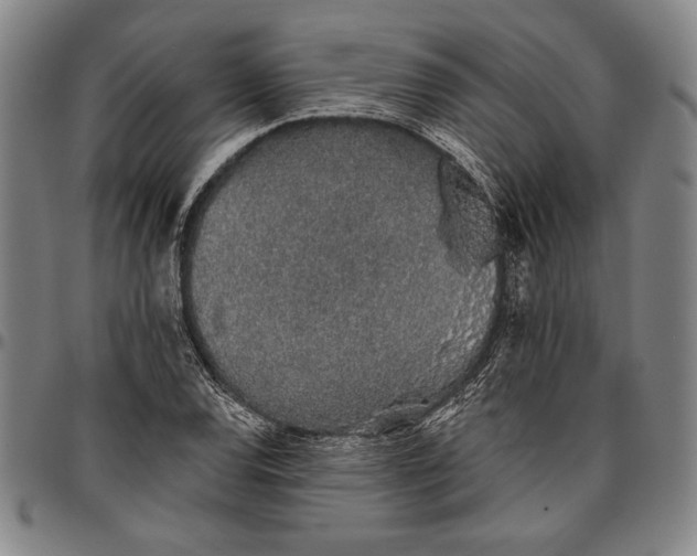 X0000096631120200802191150