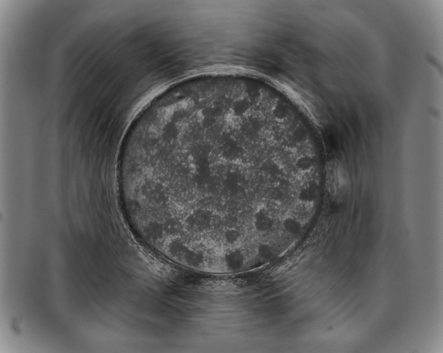 X0000096631229200802191149