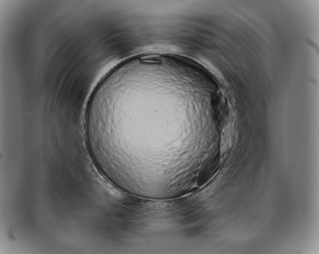 X0000096631248200802191149
