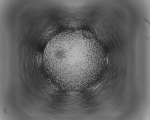 X0000096631251200802191148