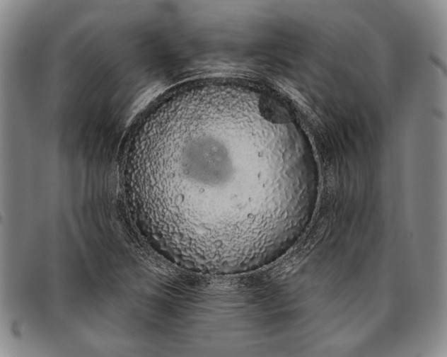 X0000096631267200802191148