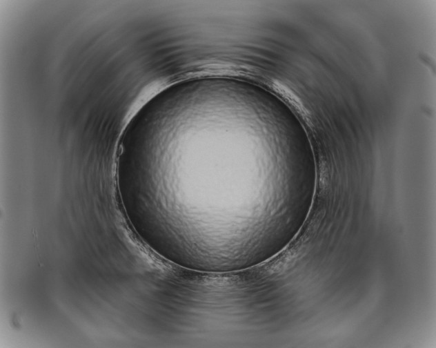 X0000096631378200802191146