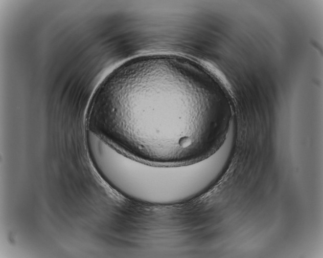 X0000096631380200802191146