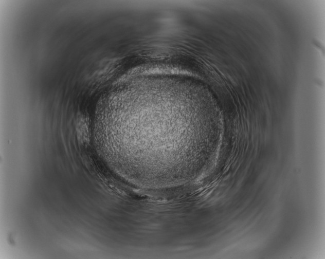 X0000096631394200802191146