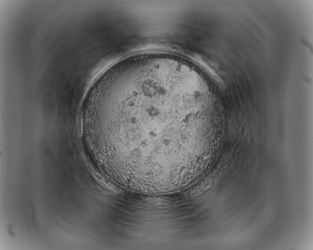 X0000096631413200802191146