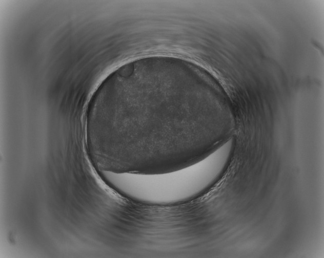 X0000096631515200802191144