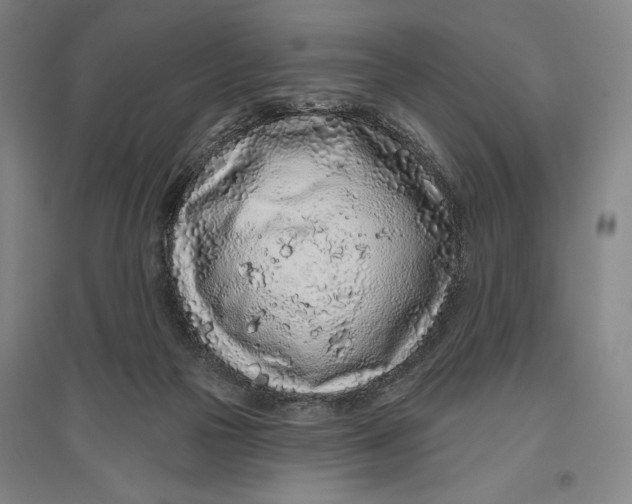 X0000096630169200802261213