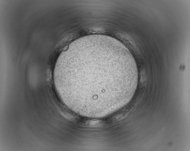 X0000096630173200802261213