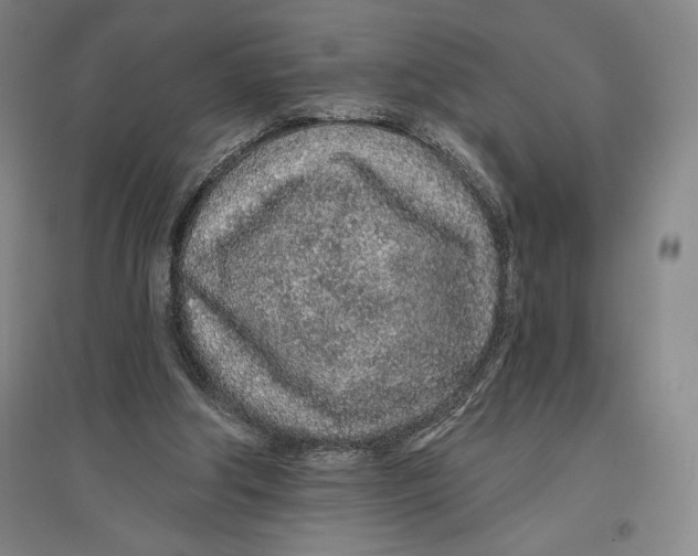 X0000096630202200802261212