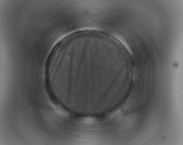 X0000096630204200802261212