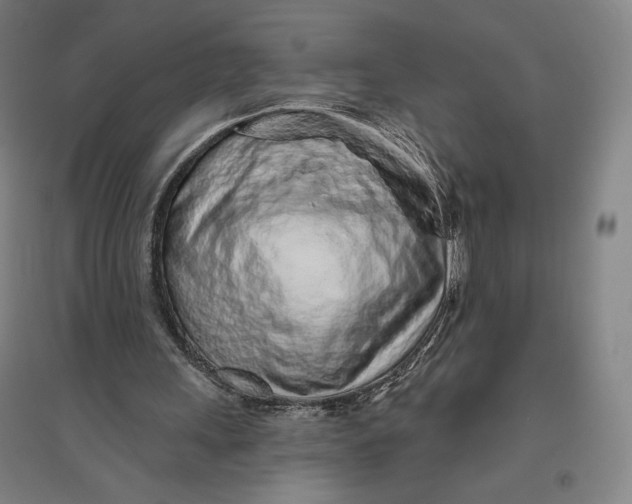 X0000096630243200802261211