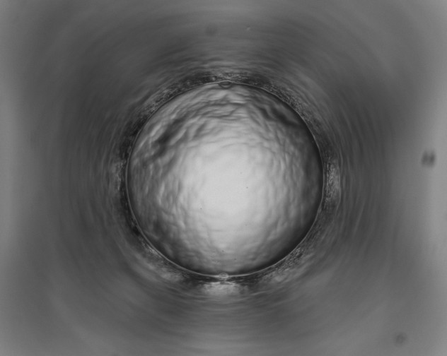 X0000096630271200802261212