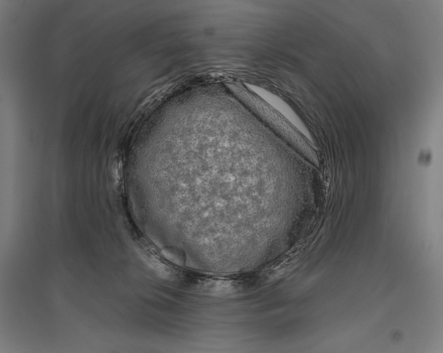 X0000096630276200802261212