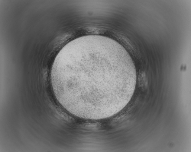 X0000096630314200802261211