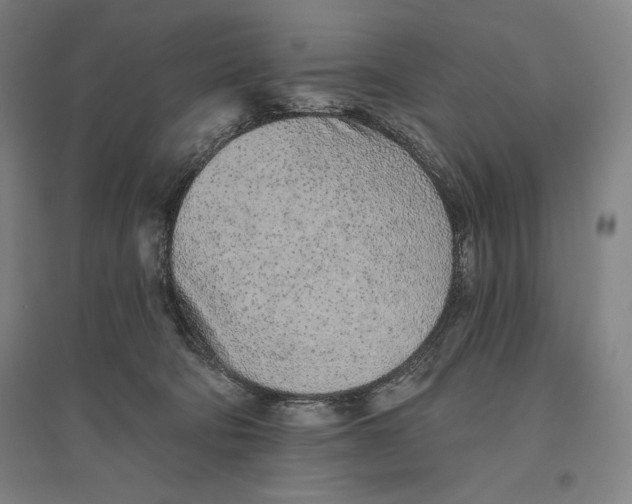 X0000096630322200802261210