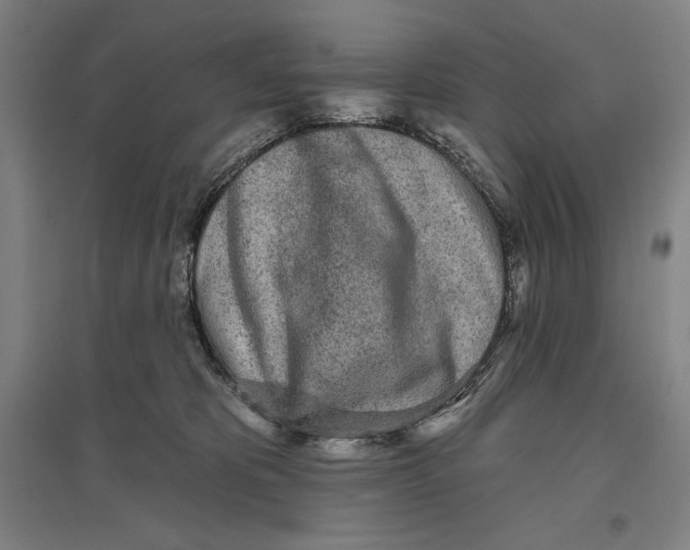 X0000096630325200802261210