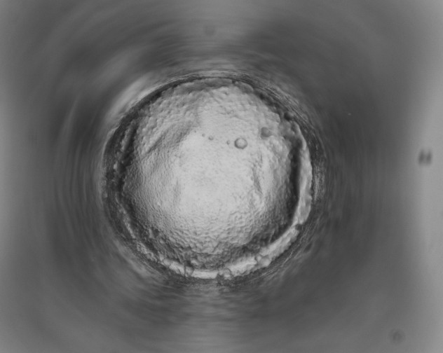 X0000096630339200802261209