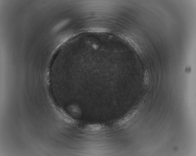 X0000096630351200802261210