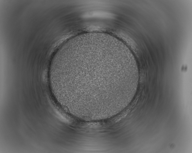 X0000096630353200802261210