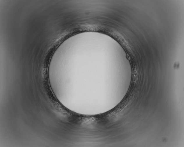 X0000096630355200802261210