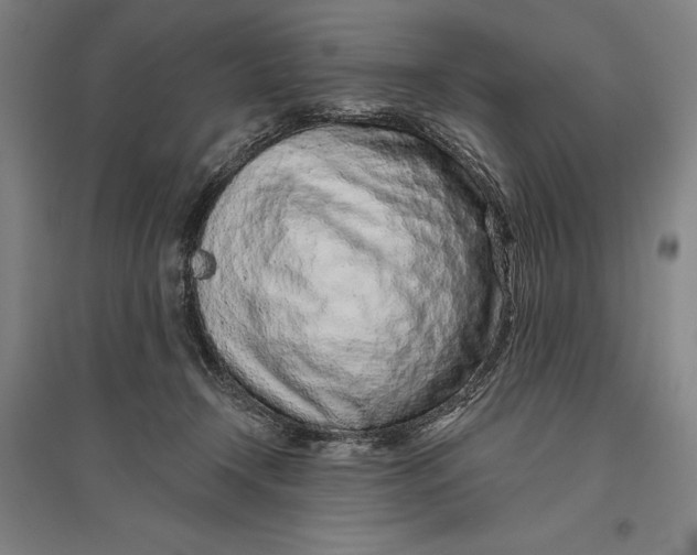 X0000096630366200802261210