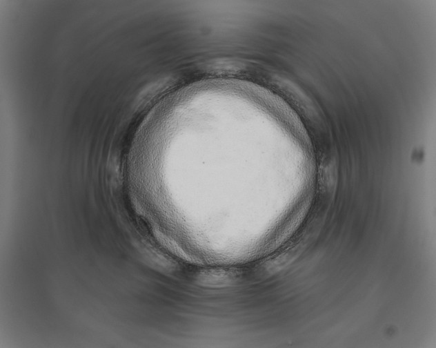 X0000096630381200802261210