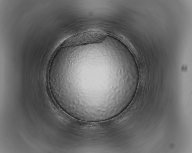 X0000096630386200802261209