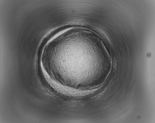 X0000096630388200802261209